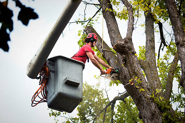 Lacey, WA Tree Services Company